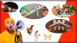 Comederos de PVC para aves ligeros y resistentes para un manejo facil 300x169 - Comederos de PVC para aves: ligeros y resistentes para un manejo fácil