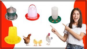 Comederos para gallinas ponedora cuida de tus gallinas y su produccion de huevos 300x169 - Comederos para gallinas ponedoras: cuida de tus gallinas y su producción de huevos