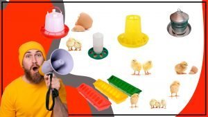 Comederos para pollitos como cuidar de tus pollos recien nacidos 300x169 - Comederos para pollitos: cómo cuidar de tus pollos recién nacidos