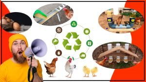 Comederos para pollos ecologicos la mejor alimentacion para aves felices 300x169 - Comederos para pollos ecológicos: la mejor alimentación para aves felices