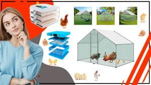 Como elegir el gallinero avicola perfecto para tus necesidades 300x169 - Cómo elegir el gallinero avícola perfecto para tus necesidades