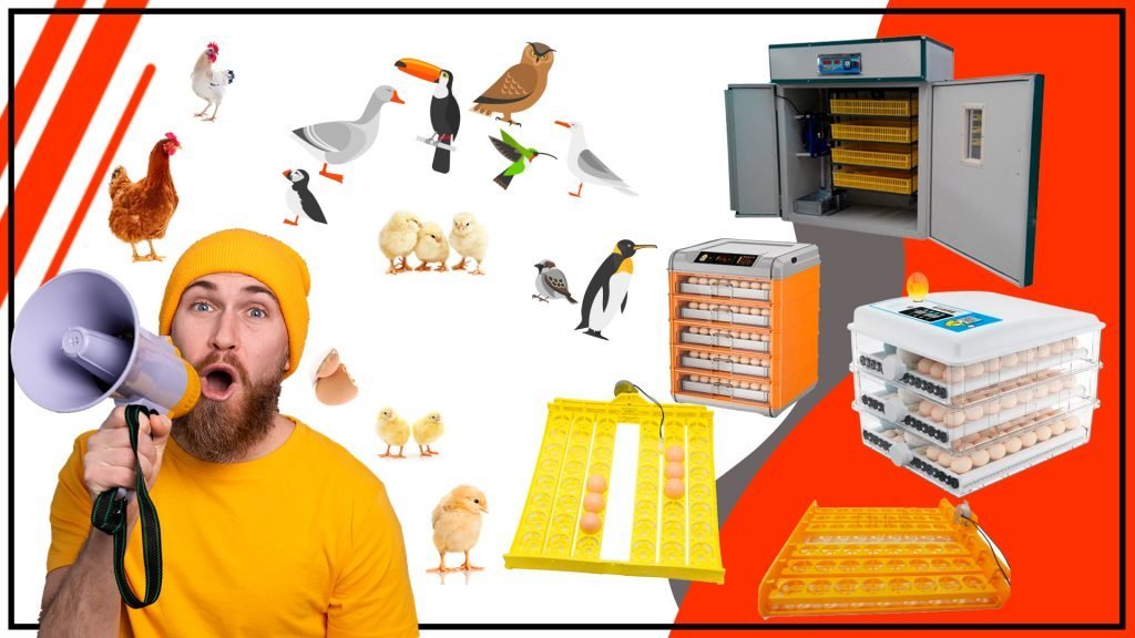 Como elegir la criadora avicola adecuada para diferentes tipos de aves 1024x576 - Cómo elegir la criadora avícola adecuada para diferentes tipos de aves