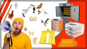 Como elegir la criadora avicola adecuada para diferentes tipos de aves 300x169 - Cómo elegir la criadora avícola adecuada para diferentes tipos de aves