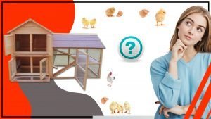 Como elegir la jaula avicola adecuada para tu negocio 300x169 - Cómo elegir la jaula avícola adecuada para tu negocio