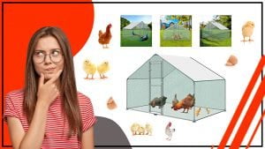 Materiales de construccion para gallineros avicolas 300x169 - Materiales de construcción para gallineros avícolas: ¿Cuál es el mejor?
