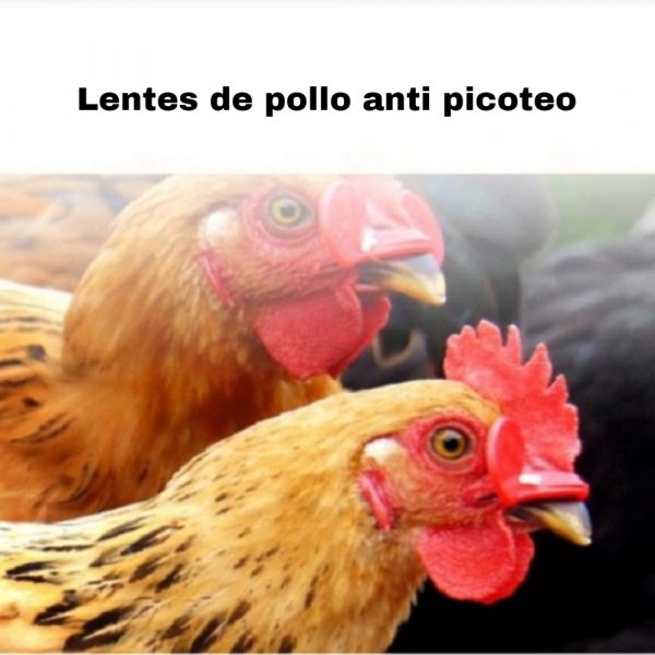 Visera antipicoteo para pollos
